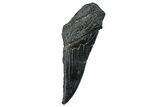 Partial Fossil Megalodon Tooth - South Carolina #250058-1